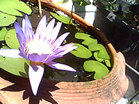 Infinity RaspBerry - อินฟินิตี้ RaspBerry