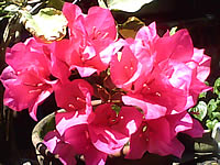 Infinity RaspBerry - อินฟินิตี้ RaspBerry