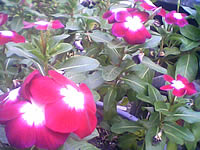  inovo I-T2001 - ไอโนโว่