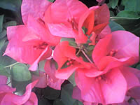  inovo I-T2001 - ไอโนโว่