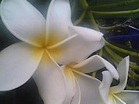 inovo I3267a - ไอโนโว่