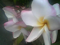 inovo I3267a - ไอโนโว่