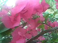 inovo I3267a - ไอโนโว่