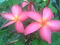 inovo I3267a - ไอโนโว่