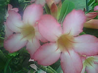 inovo I3267a - ไอโนโว่