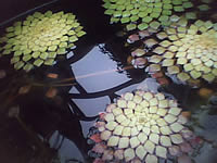 inovo I3291B - ไอโนโว่