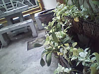 inovo I3291B - ไอโนโว่