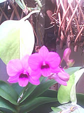  Micro M11 Mini TV - ไมโคร