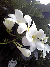 OPPO Funtasy (U520T) - ออปโป้ Funtasy (U520T)