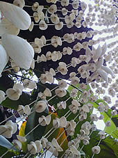 OPPO Blink blink bloom (U525T) - ออปโป้