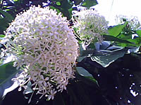 Phono PT801 - โฟโน่ PT801