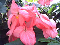 Phono PT801 - โฟโน่ PT801