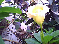 Phono PT801 - โฟโน่ PT801