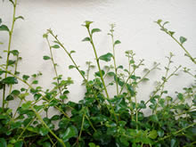 Samsung Wave 723 - ซัมซุง Wave