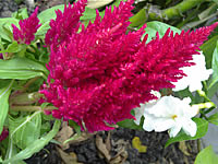 Sony Ericsson Vivaz - โซนี่ อีริคสัน Vivaz