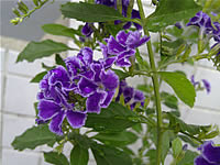 Sony Ericsson Vivaz - โซนี่ อีริคสัน Vivaz