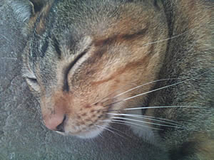 Sony Ericsson Xperia X10 - โซนี่ อีริคสัน X10