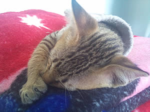 Sony Ericsson Xperia X10 - โซนี่ อีริคสัน X10