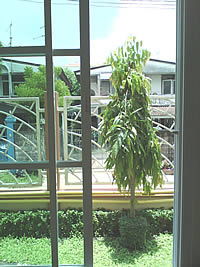 Wellcom A66 - เวลคอม A66