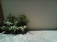 Wellcom A66 - เวลคอม A66