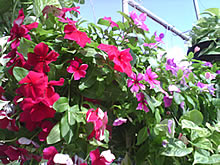 WellcoM A68 - เวลคอม A68