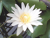 Wellcom W3131 - เวลคอม W3131