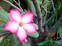 Wellcom W3331 - เวลคอม