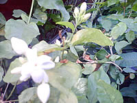 Wellcom W3331 - เวลคอม