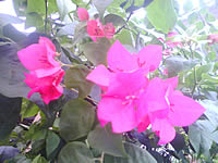 Wellcom W3331 - เวลคอม