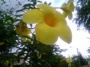 Alcatel OT-710D - อัลคาเทล OT-710D