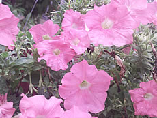 i-mobile i810 Android - ไอโมบาย i810