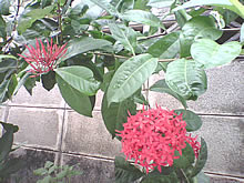 i-mobile S390 - ไอโมบาย S390