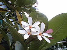 Infinity Doofee7 - อินฟินิตี้ Doofee7