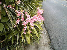 Infinity Doofee7 - อินฟินิตี้ Doofee7