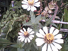 Infinity Doofee7 - อินฟินิตี้ Doofee7