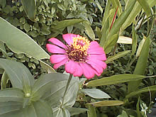 Infinity Doofee7 - อินฟินิตี้ Doofee7