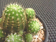 Infinity Four - อินฟินิตี้ Four