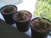 Infinity Opera 2 -อินฟินิตี้ Opera 2