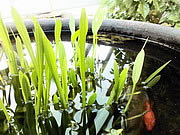 LG Optimus Hub - แอลจี Optimus Hub