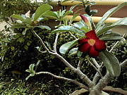 LG Optimus Hub - แอลจี Optimus Hub