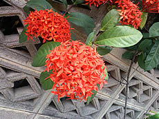 OPPO A2019 Soulide - ออปโป้ A2019