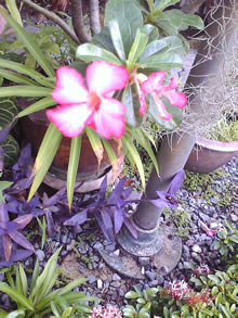 OPPO Chatty Dot (U5211) - ออปโป้ U5211