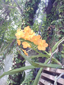 OPPO Chatty Dot (U5211) - ออปโป้ U5211