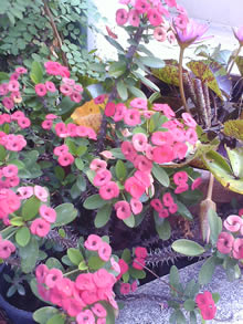 OPPO Chatty Dot (U5211) - ออปโป้ U5211