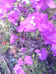 OPPO Chatty Dot (U5211) - ออปโป้ U5211