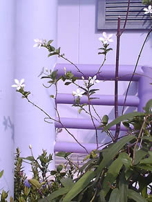 OPPO Chatty Dot (U5211) - ออปโป้ U5211