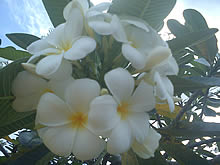 Sony Ericsson W8 Walkman - โซนี่ อีริคสัน