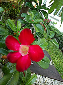 Sony Ericsson X10 mini - โซนี่ อีริคสัน X10 mini