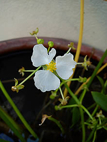 Sony Ericsson X10 mini - โซนี่ อีริคสัน X10 mini