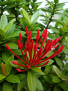 Sony Ericsson X10 mini - โซนี่ อีริคสัน X10 mini